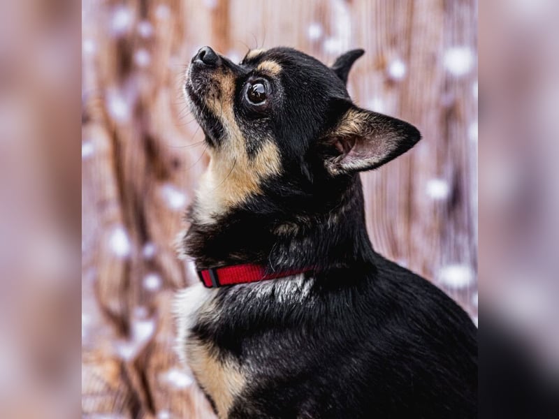 Dobby-Chi - möchte mit Füri zusammenbleiben - Tierhilfe Franken e.V.