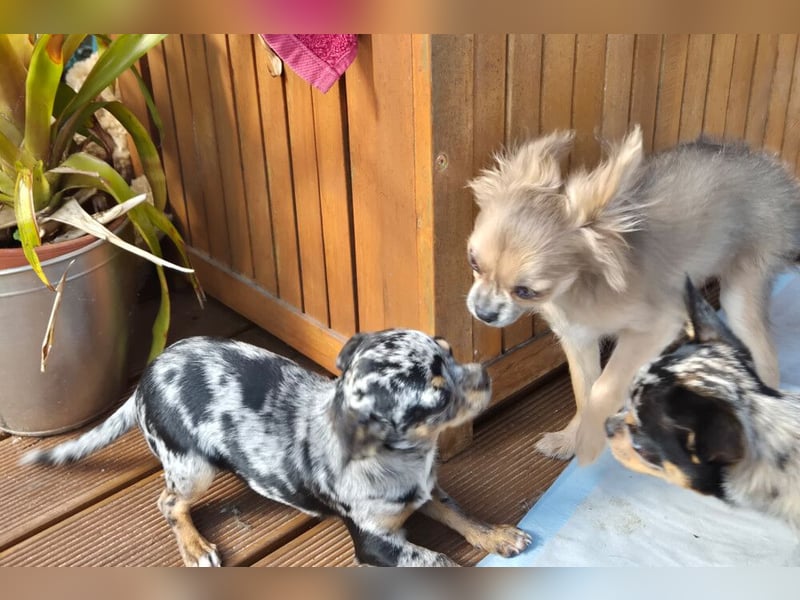 Little Tim - einfach goldig - Tierhilfe Franken e.V.