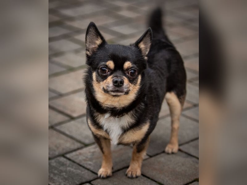 Dobby-Chi - möchte mit Füri zusammenbleiben - Tierhilfe Franken e.V.