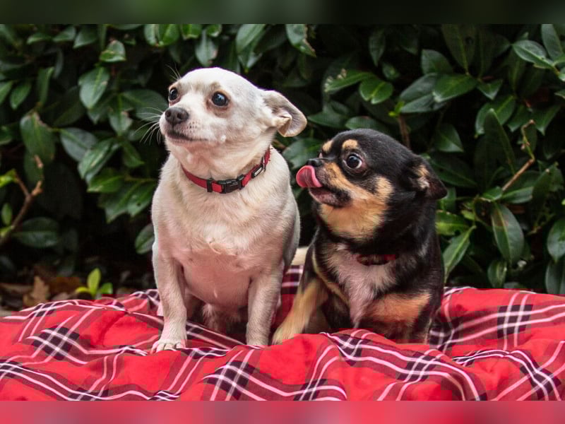 Dobby-Chi - möchte mit Füri zusammenbleiben - Tierhilfe Franken e.V.