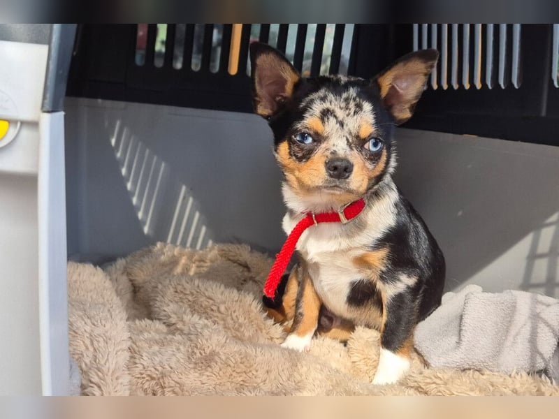 Little Tim - einfach goldig - Tierhilfe Franken e.V.