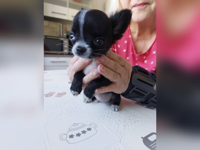 Chihuahua-Rüde
