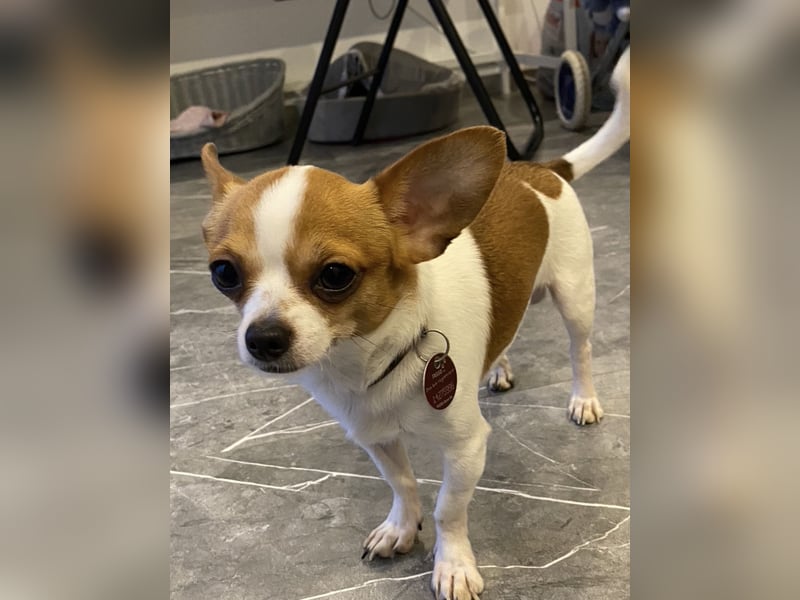 Mini Chihuahua Rüde