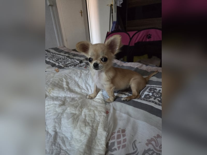 Chihuahua -Rüde