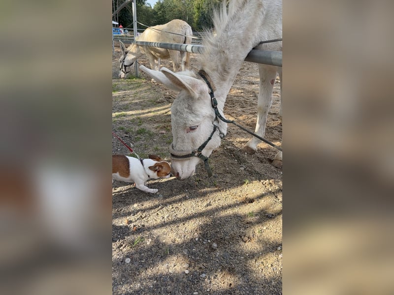 Mini Chihuahua Rüde