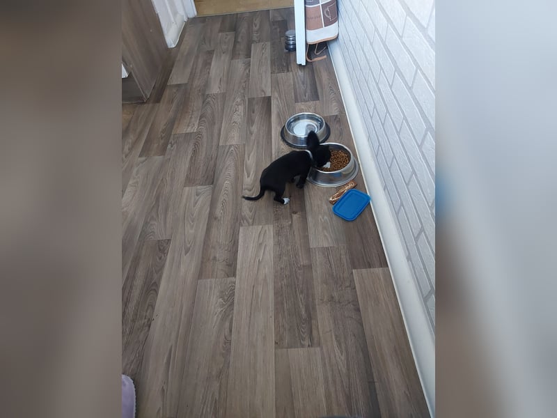 Chihuahua-Rüde