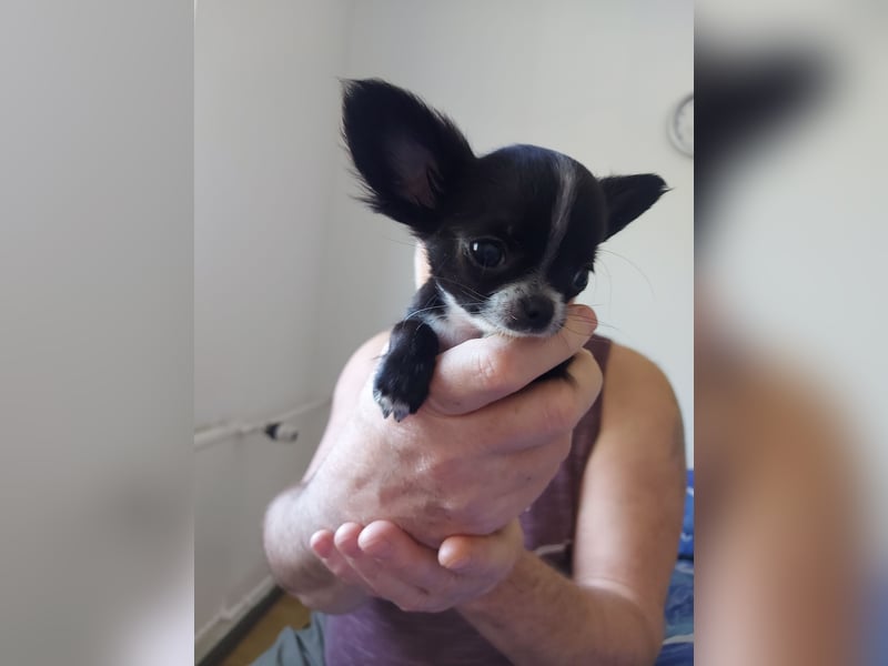 Chihuahua-Rüde