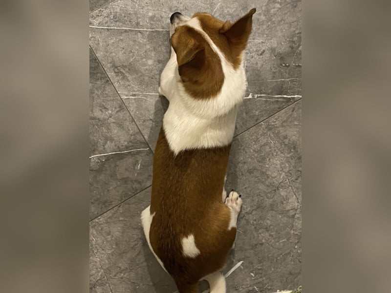 Mini Chihuahua Rüde