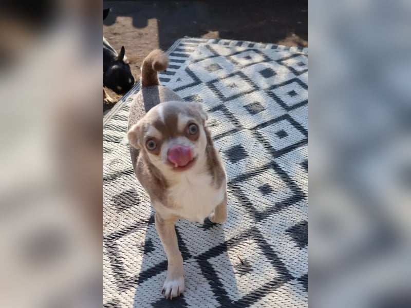 Junger Chihuahua Rüde lilac Husky sucht liebevolles Heim!!