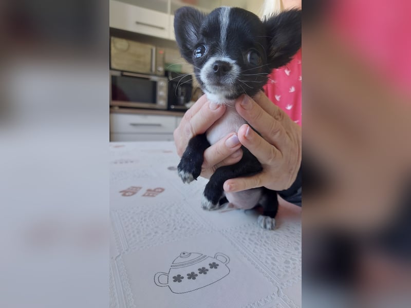 Chihuahua-Rüde