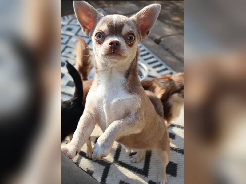 Junger Chihuahua Rüde lilac Husky sucht liebevolles Heim!!