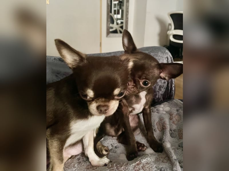 Hübscher Chihuahua Rüde in chocolate-tan