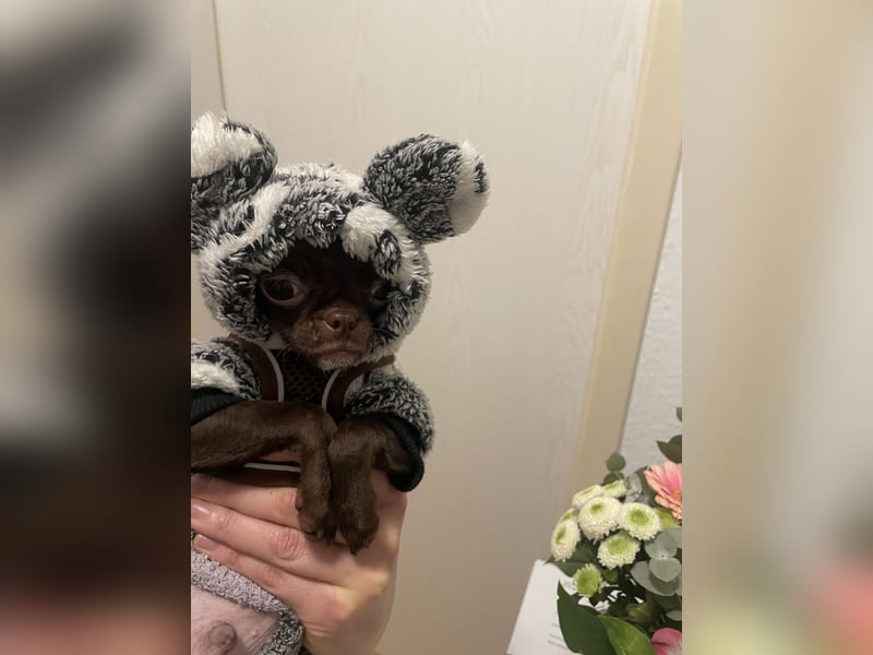 Hübscher Chihuahua Rüde in Chocolate-tan