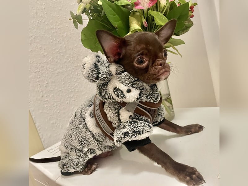 Hübscher Chihuahua Rüde in Chocolate-tan