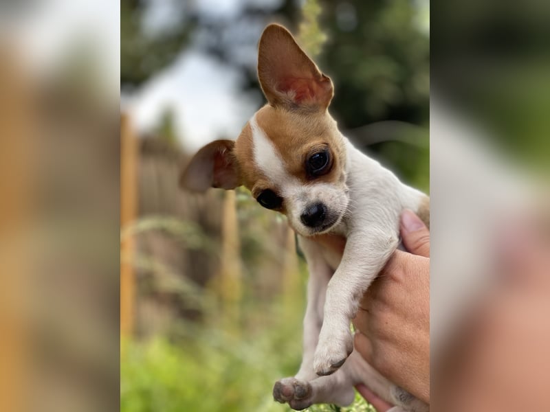 Mini Chihuahua Rüde