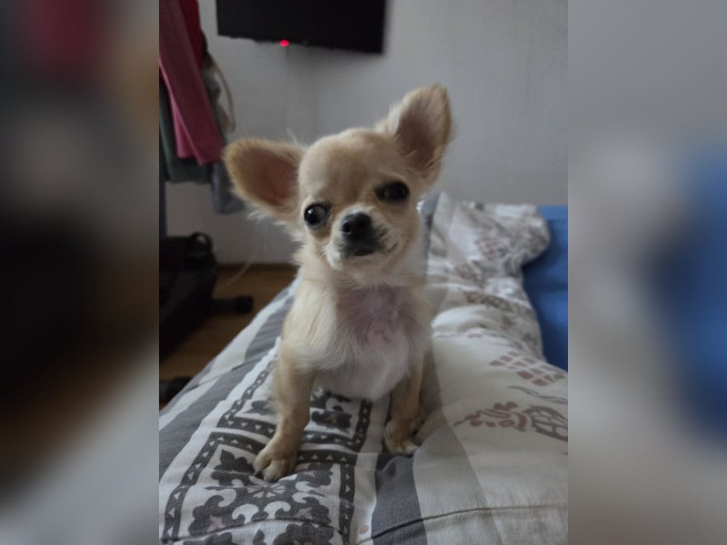 Chihuahua -Rüde