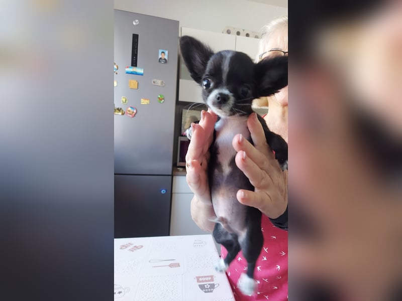 Chihuahua-Rüde