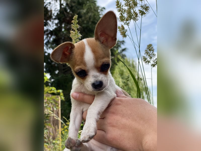 Mini Chihuahua Rüde