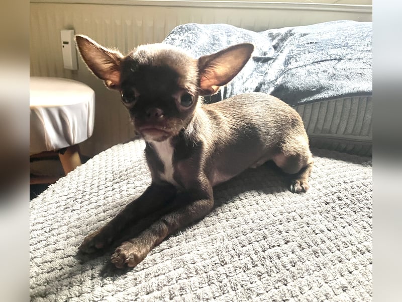 Hübscher Chihuahua Rüde in Chocolate-tan