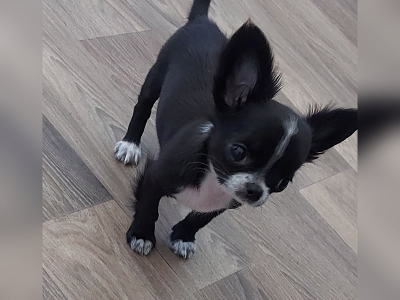 Chihuahua-Rüde