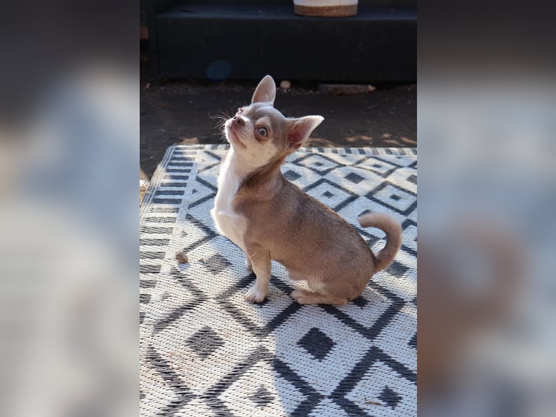 Junger Chihuahua Rüde lilac Husky sucht liebevolles Heim!!
