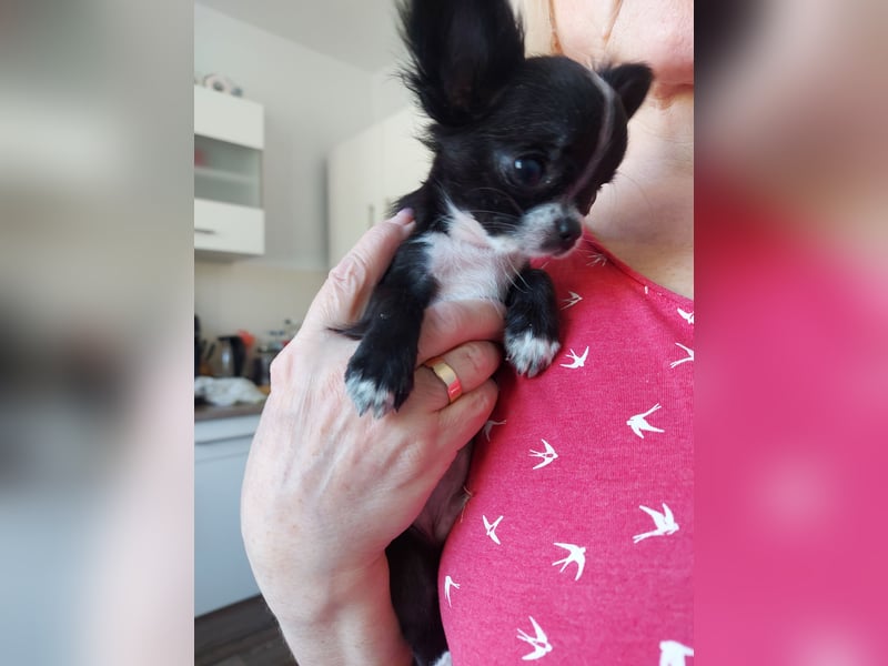 Chihuahua-Rüde