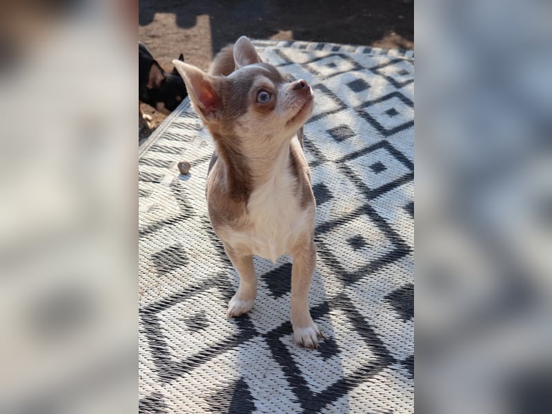 Junger Chihuahua Rüde lilac Husky sucht liebevolles Heim!!