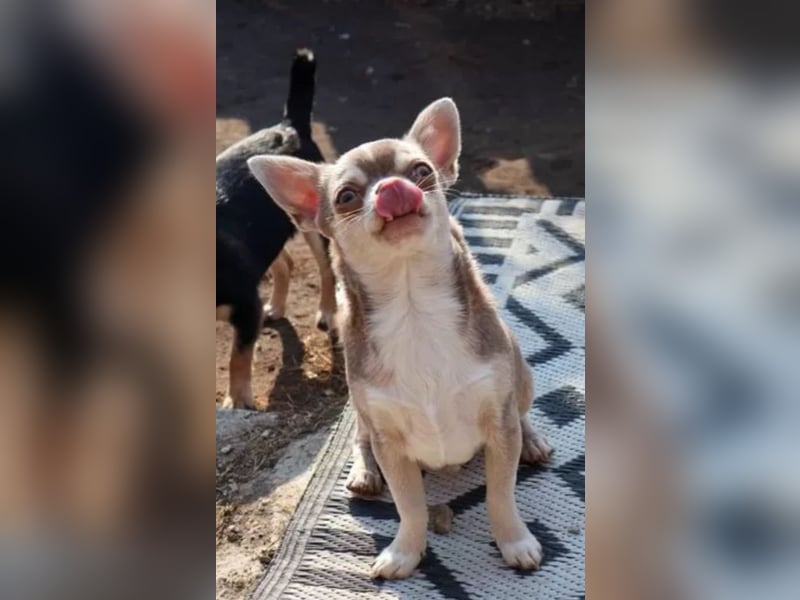 Junger Chihuahua Rüde lilac Husky sucht liebevolles Heim!!