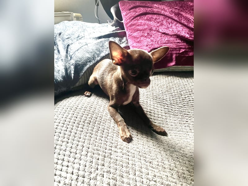 Hübscher Chihuahua Rüde in chocolate-tan