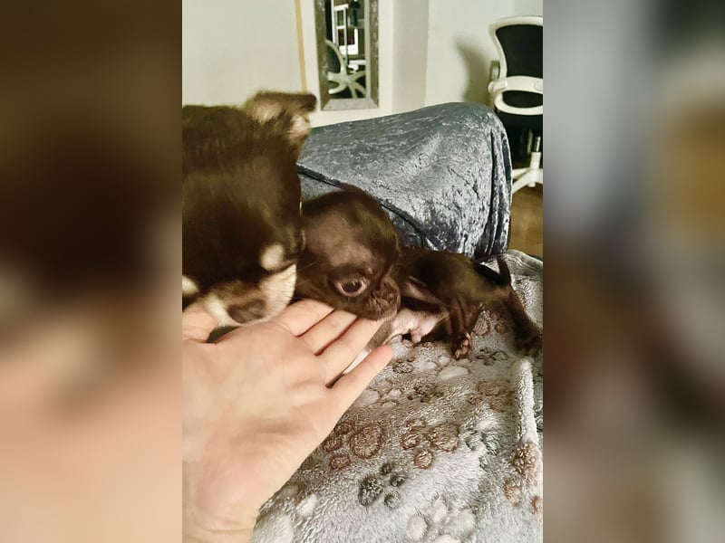 Hübscher Chihuahua Rüde in chocolate-tan