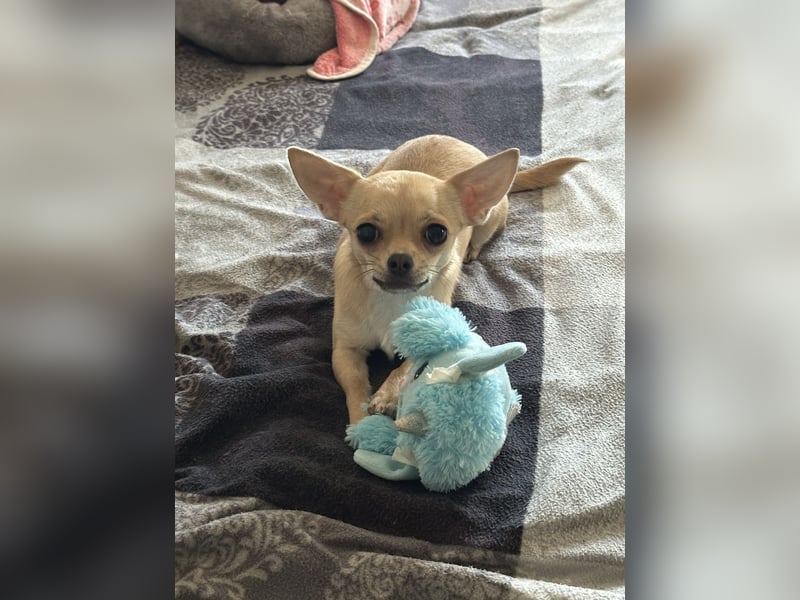 Chihuahua