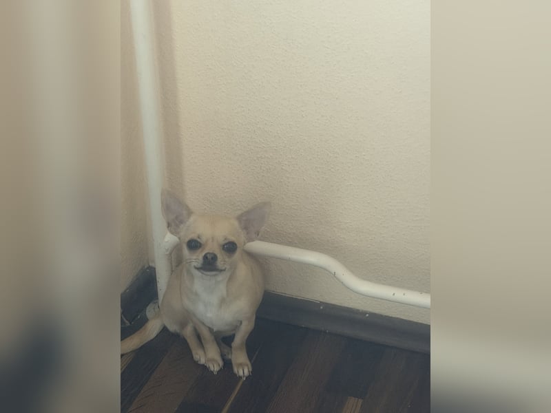 Chihuahua
