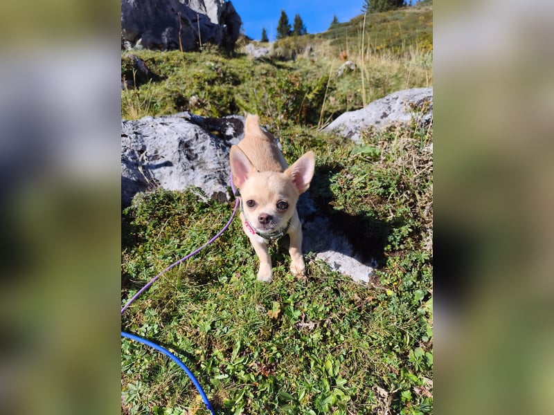 Wunderschöne Chihuahua Welpen Rüden in KH