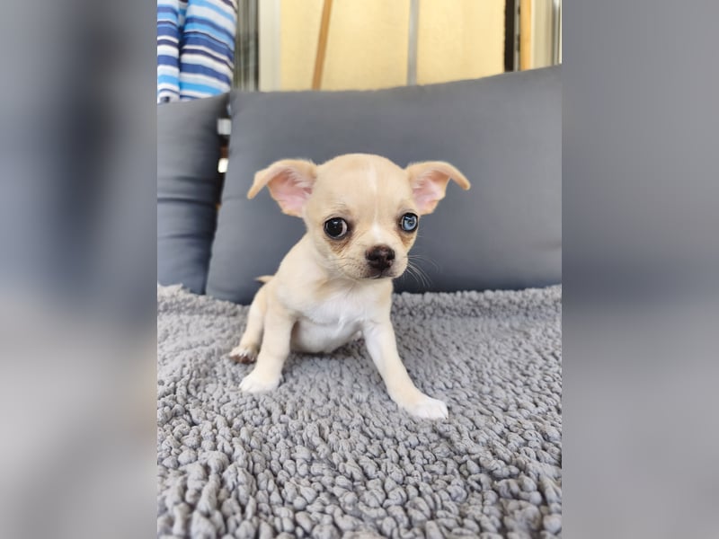 Wunderschöne Chihuahua Welpen in KH und LH