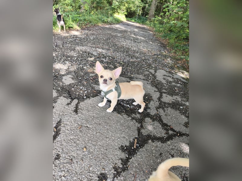 Wunderschöne Chihuahua Welpen Rüden in KH