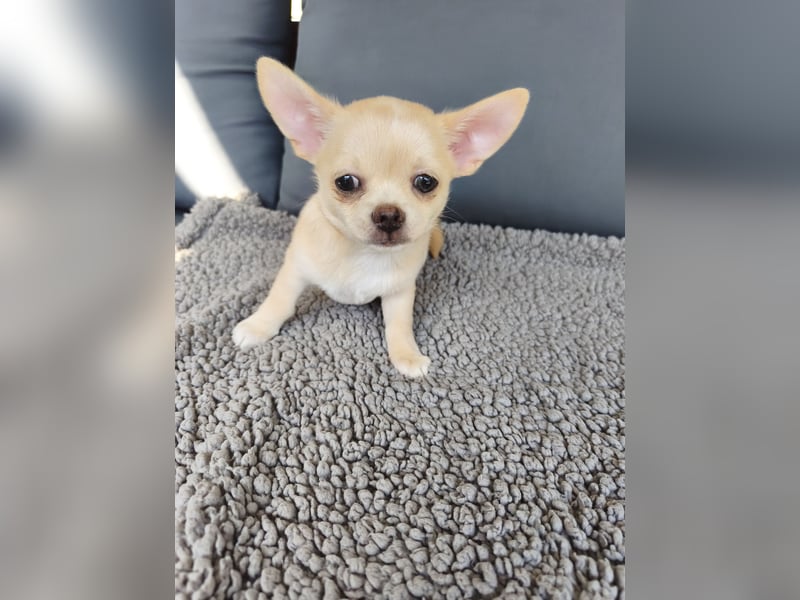 Wunderschöne Chihuahua Welpen in KH und LH