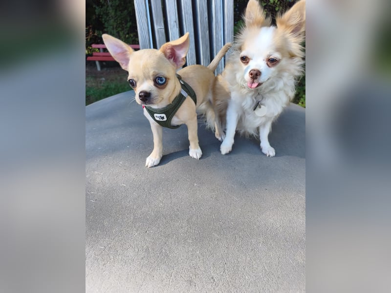 Wunderschöne Chihuahua Welpen Rüden in KH