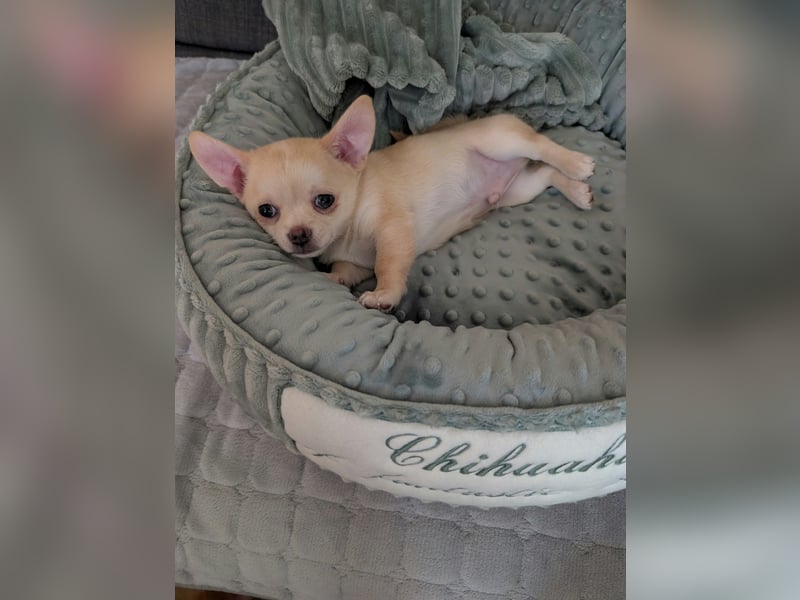 Wunderschöne Chihuahua Welpen in KH und LH