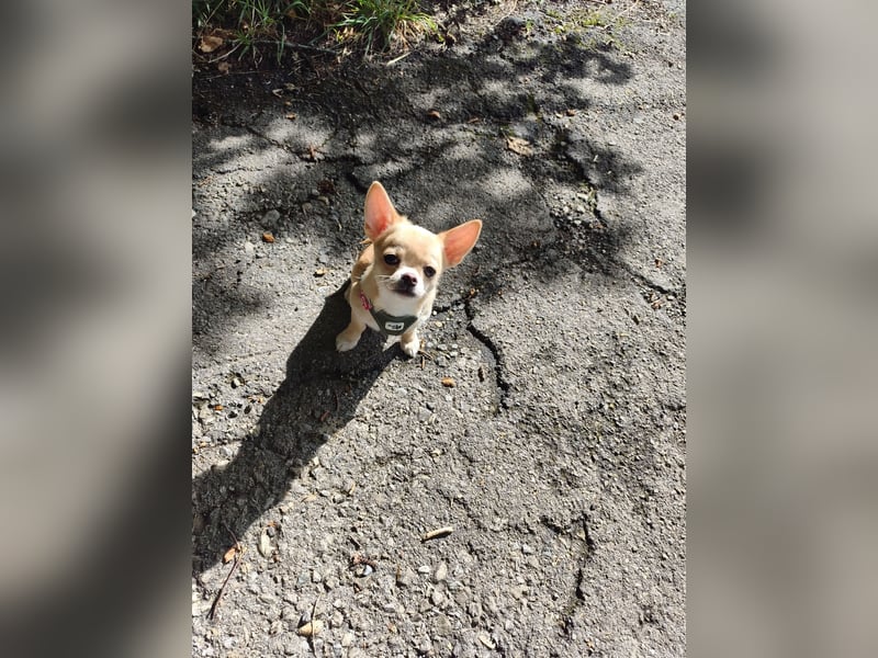 Wunderschöne Chihuahua Welpen Rüden in KH