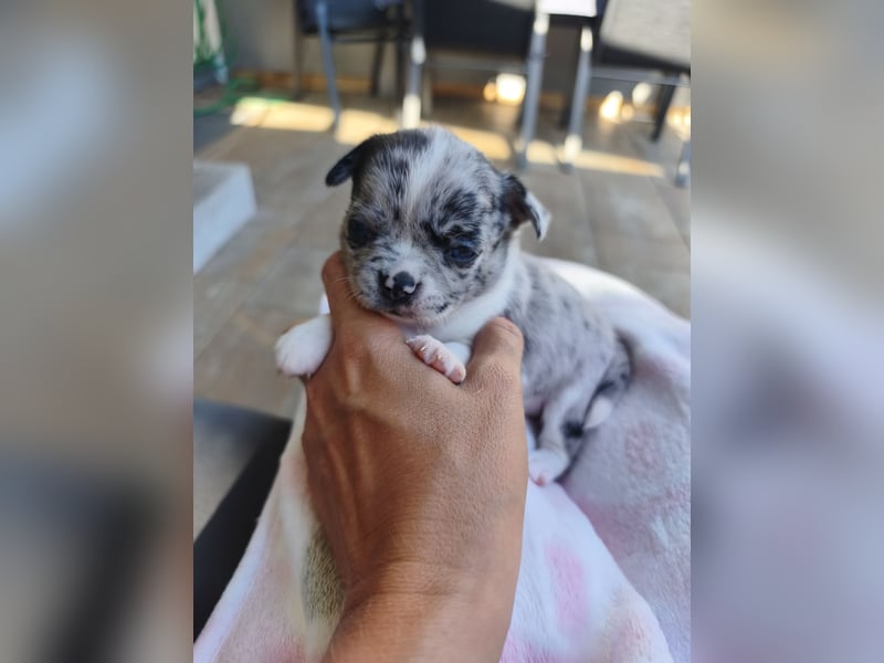 Wunderschöne Chihuahua Welpen in KH und LH