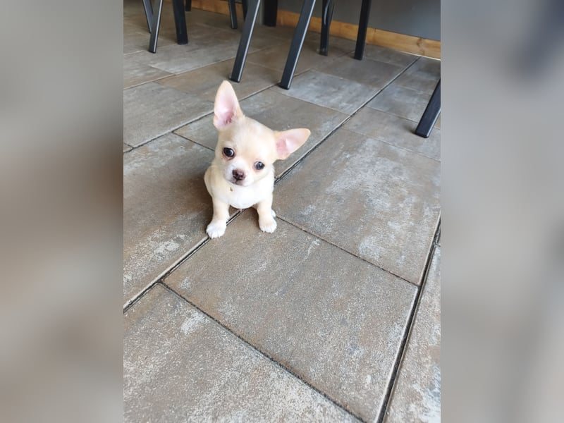 Wunderschöne Chihuahua Welpen in KH und LH