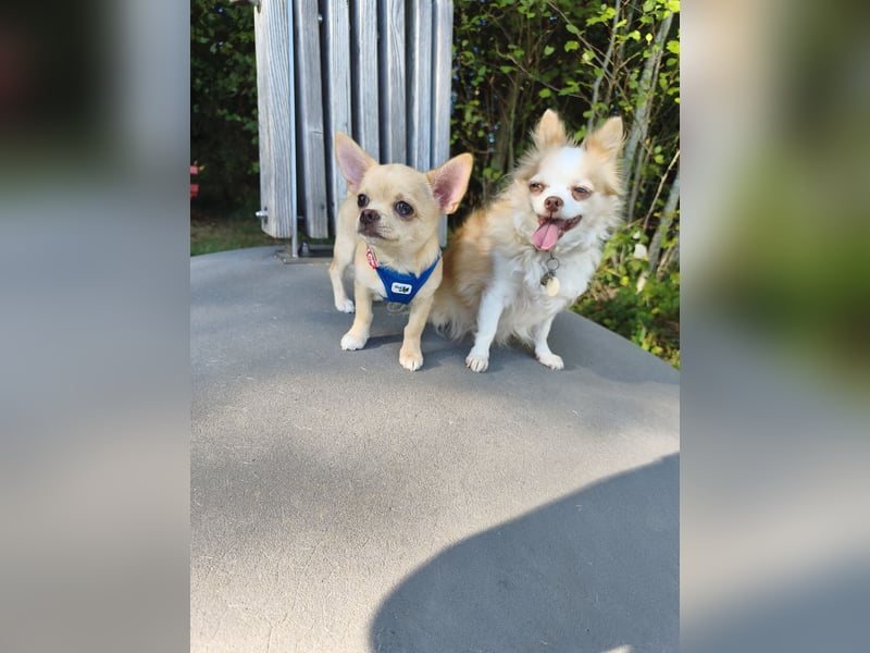 Wunderschöne Chihuahua Welpen Rüden in KH