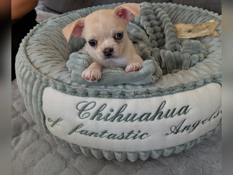 Wunderschöne Chihuahua Welpen in KH und LH