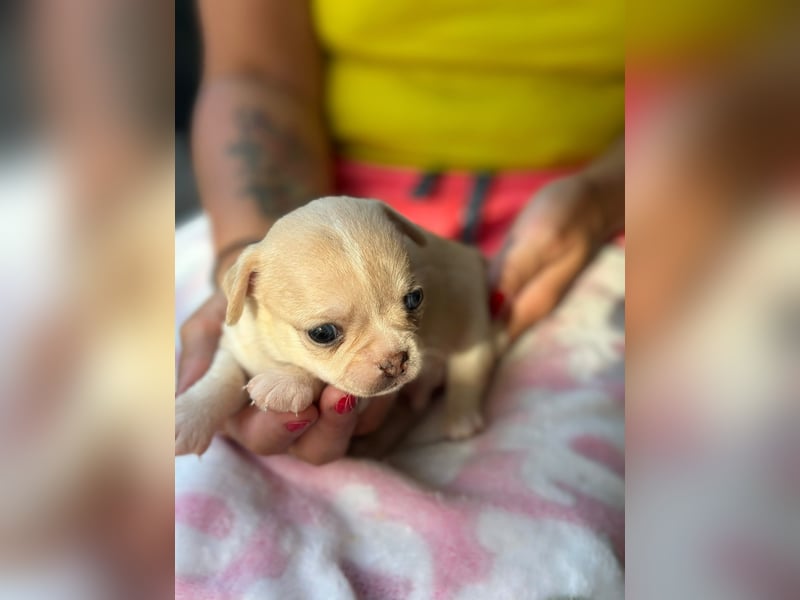 Wunderschöne Chihuahua Welpen in KH und LH