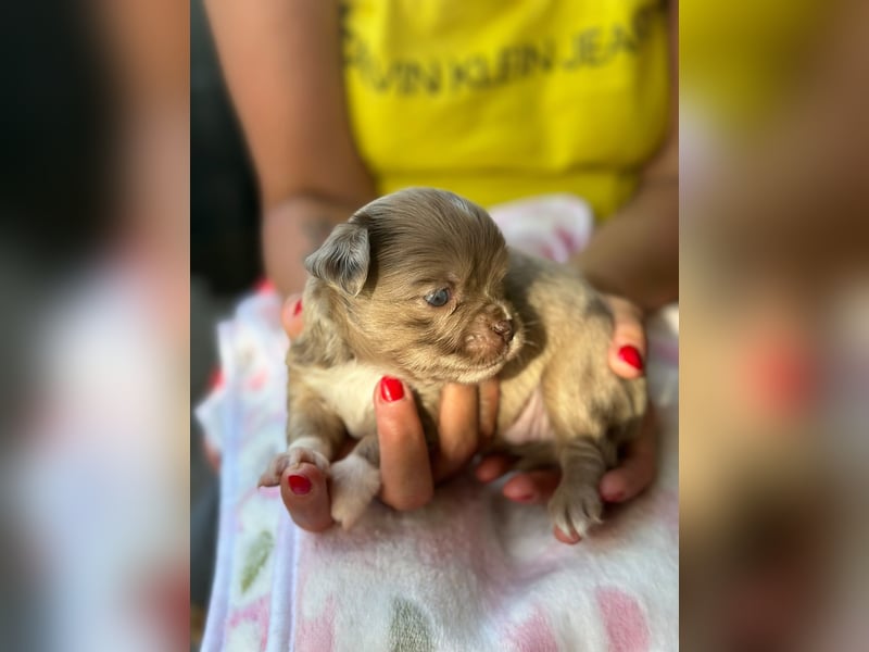 Wunderschöne Chihuahua Welpen in KH und LH