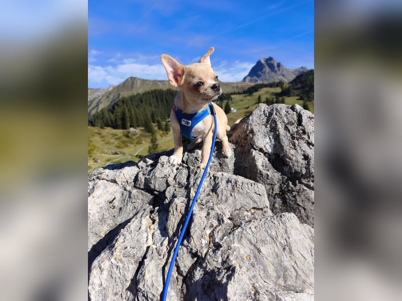 Wunderschöne Chihuahua Welpen Rüden in KH