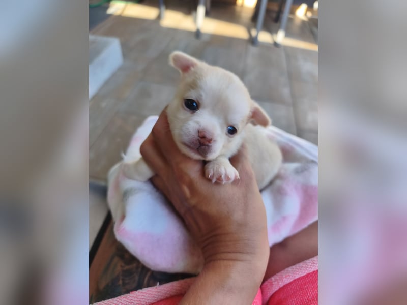 Wunderschöne Chihuahua Welpen in KH und LH