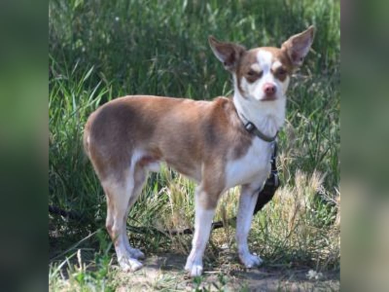 Mogli - liebt die Menschen sehr und ist ein idealer Familienhund