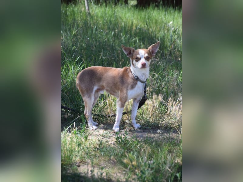 Mogli - liebt die Menschen sehr und ist ein idealer Familienhund