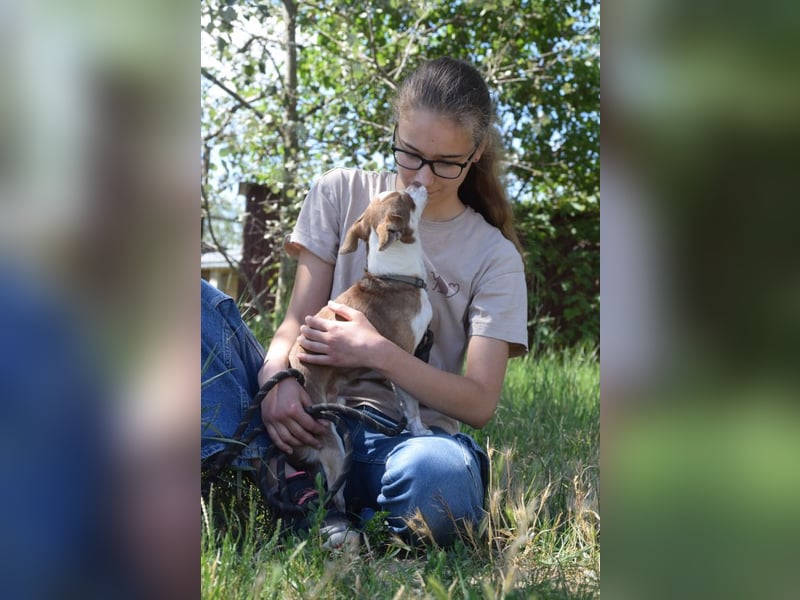 Mogli - liebt die Menschen sehr und ist ein idealer Familienhund